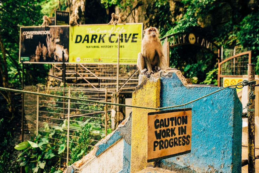 Show item 3 of 10. Monkeys in Kuala Lumpur