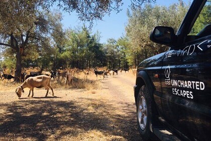 Rhodes North Safari: Hidden Paths & Scenic Flavors