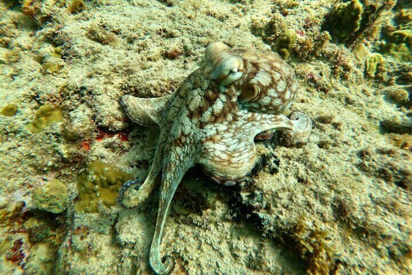 Snorkeling Adventure in Aguadilla