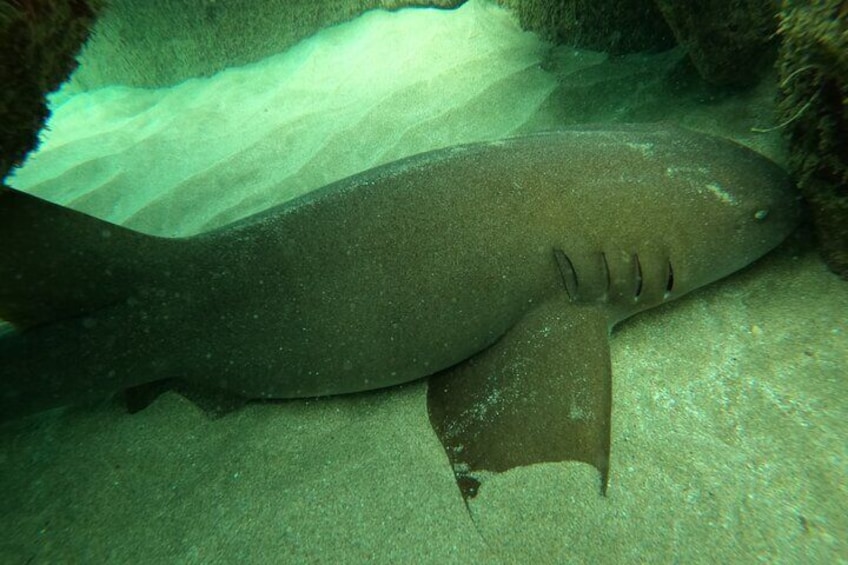 Snorkeling Adventure in Aguadilla