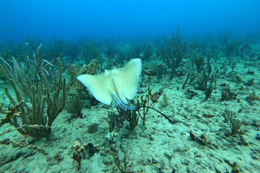 Snorkeling Adventure in Aguadilla