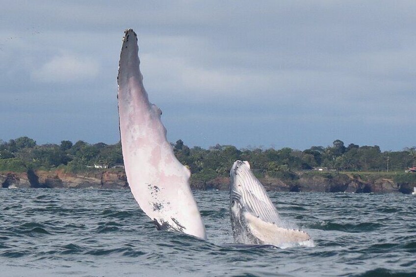 Whale Watching 3 Days in Bahía Málaga, Valle del Cauca Colombia