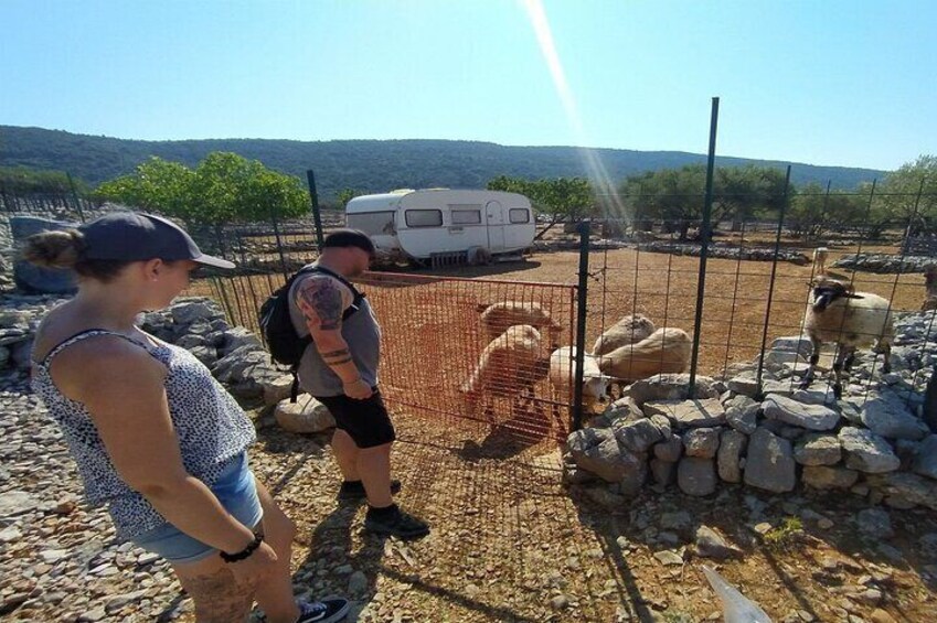 Small-Group Olive Oil Tour in Cres with Tasting