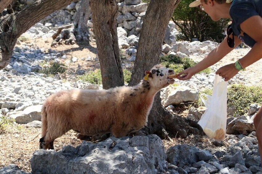 Small-Group Olive Oil Tour in Cres with Tasting