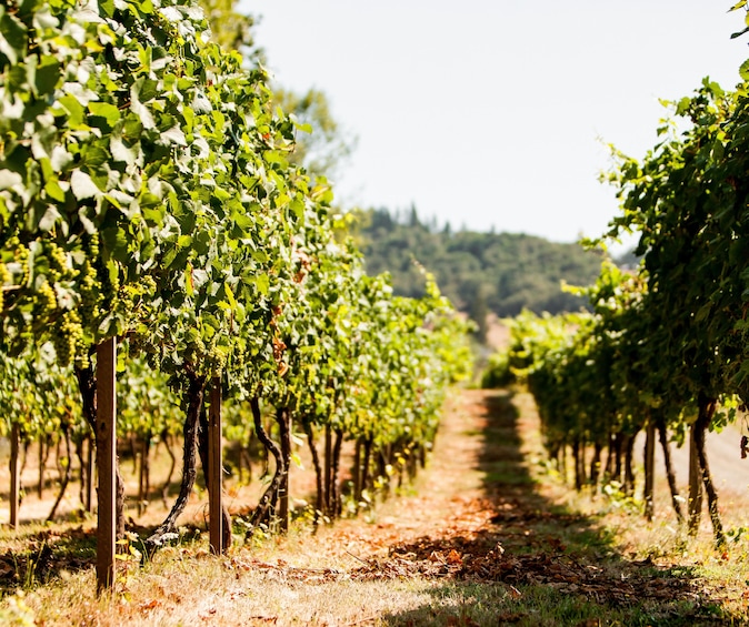 Montepulciano: Wine Tour and tasting