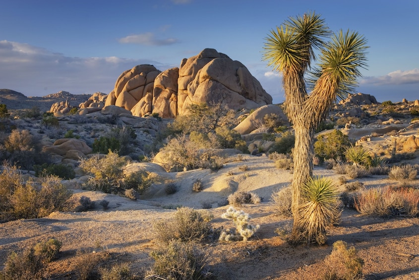 BEST Joshua Tree&Richard Nixon Presidential Library&Museum Day Trip from LA