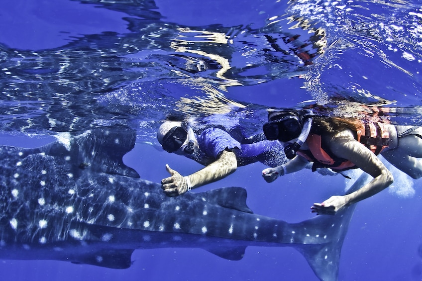 Couple on a whale shark swim in Cancun 