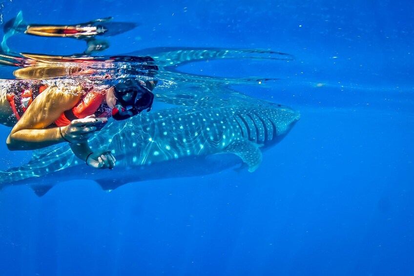 Woman takes a photo underwater while swimming with whale sharks in Cancun 