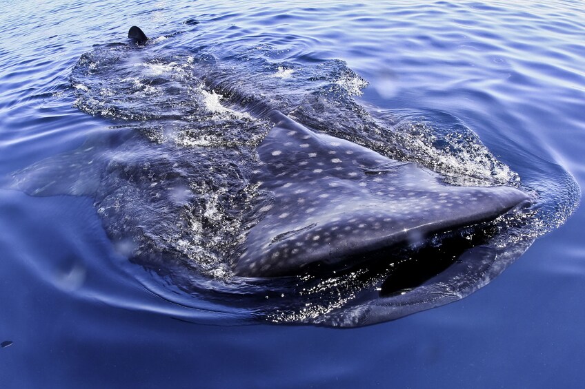 Close view of a whale shark in Cancun 