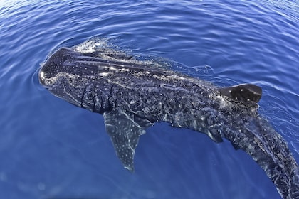 Tour en grupos pequeños de Whale Shark Swim Adventure