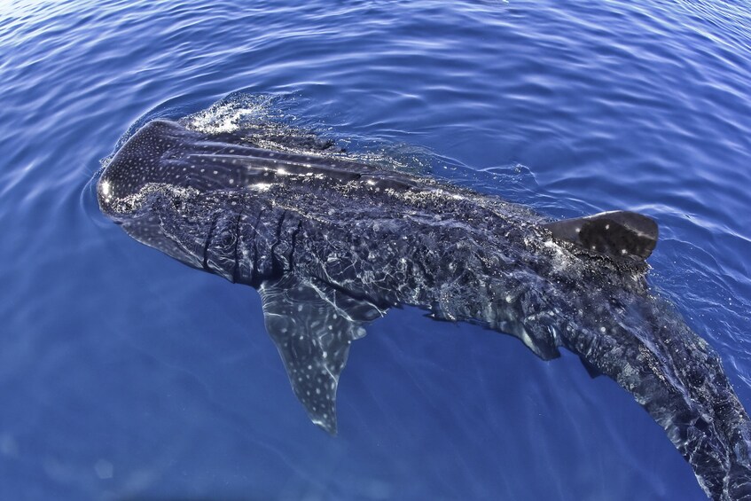 View of a whale shark in Cancun 