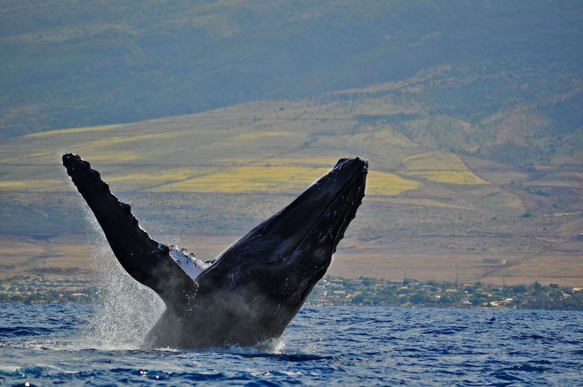 Whale jumps out of the waters of Lahaina