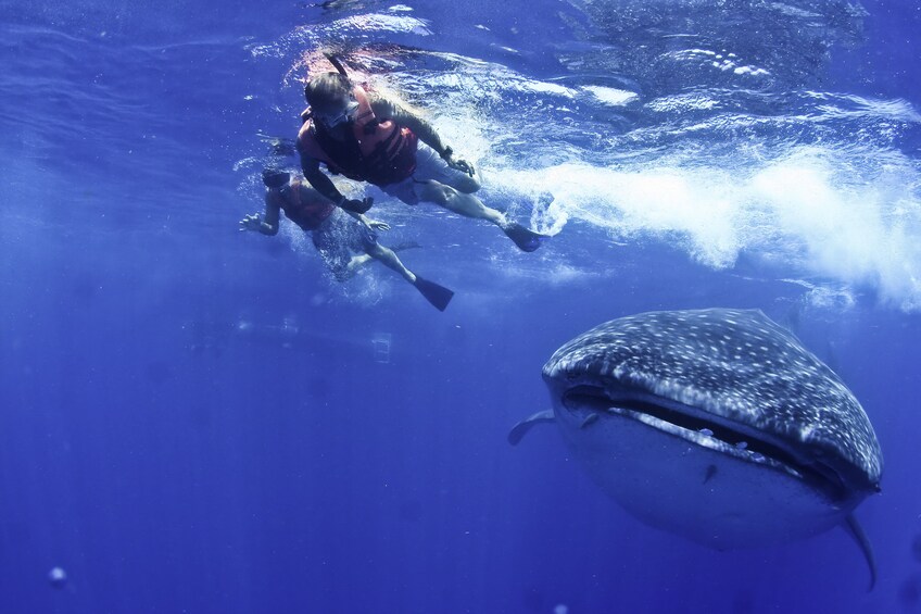 Close view of a whale shark underwater next to two swimmers in  Cancún, Mexico  