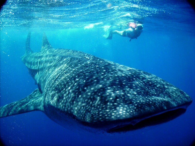Swimmer next to a whale shark in Cancún, Mexico 