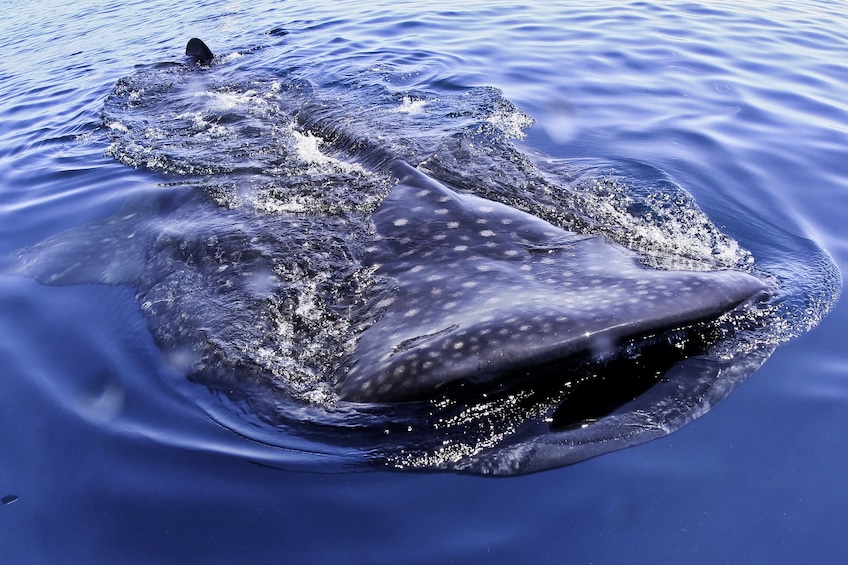 Sunny day view of a whale shark in Cancún, Mexico