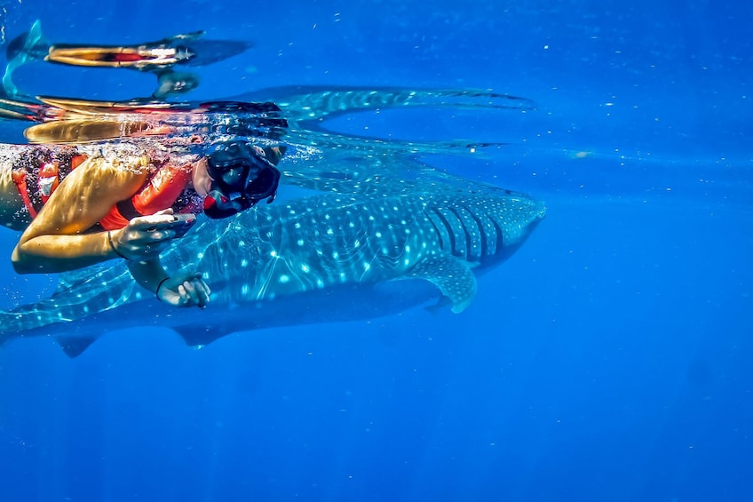Swimmer in the water next to a whale shark in Cancún, Mexico