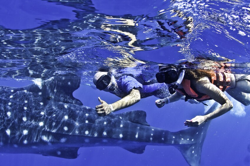 Couple swimming next to a whale shark in Cancún, Mexico  