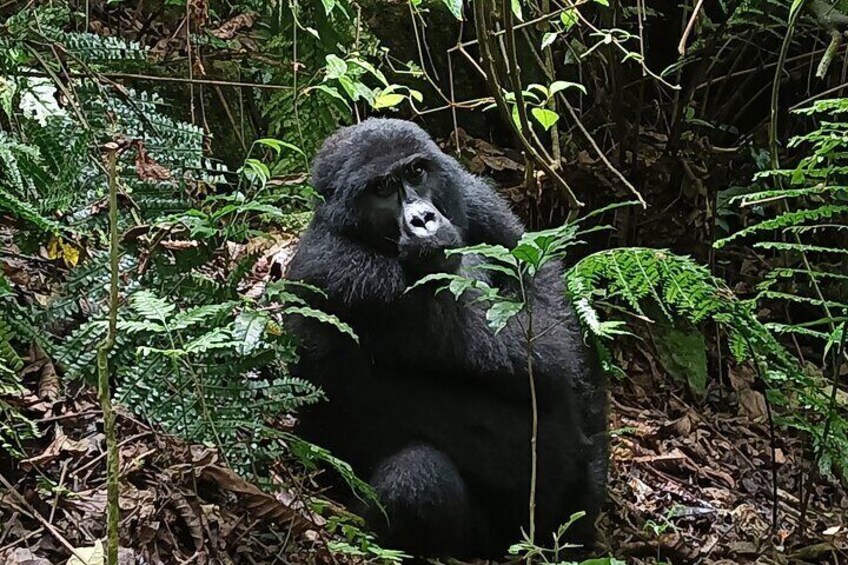 9-Day Tanzania and Rwanda Gorilla Trekking Private Safari