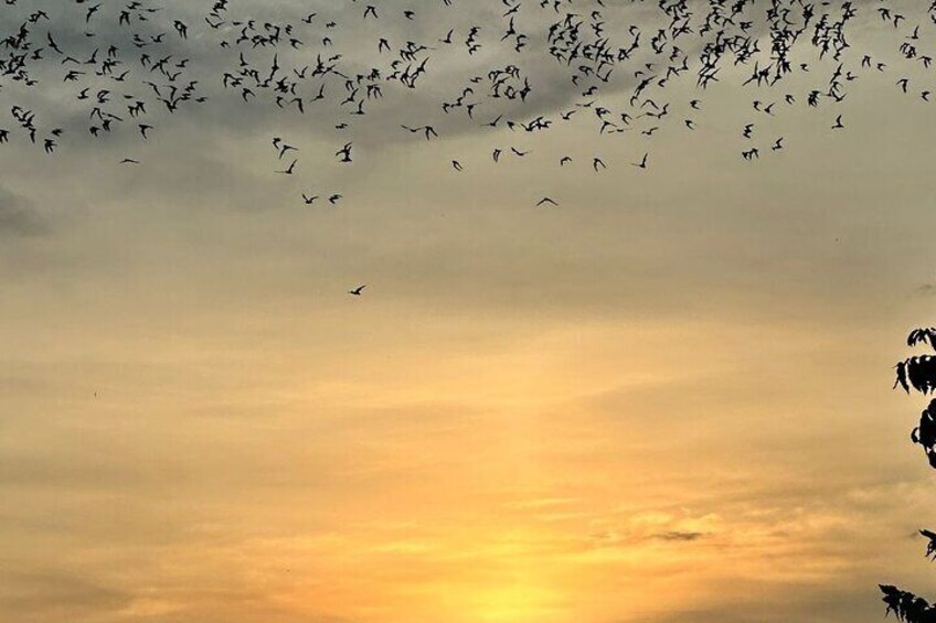 Bats at sunset