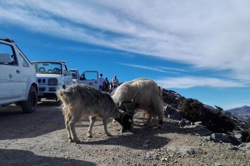 wild wild crete