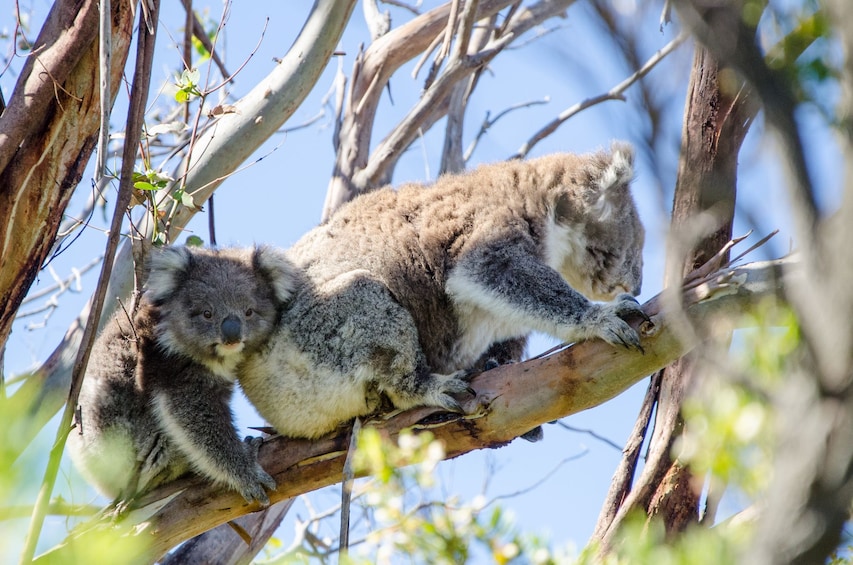 Koala mother and baby in Perth