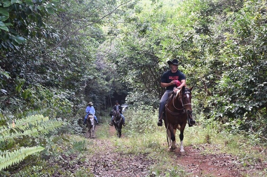 Waterfall and Ocean Horseback Ride