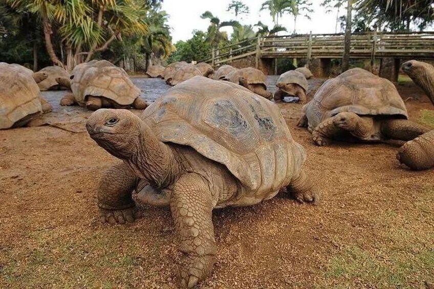 Tortoise encounter at Chamarel Seven Coloured Earth.