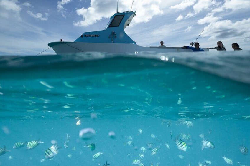 Kayak, Snorkel, and Surf with Turtles in Honolulu