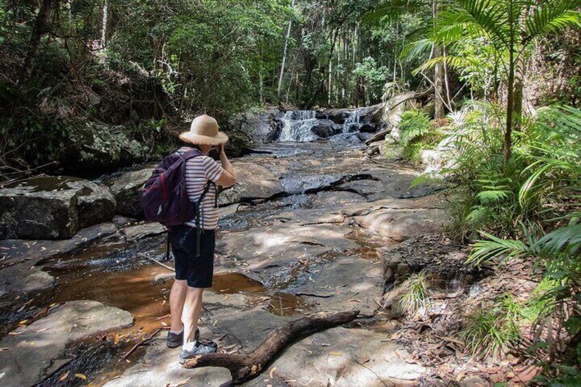 Bellthorpe Rainforest Private Tour