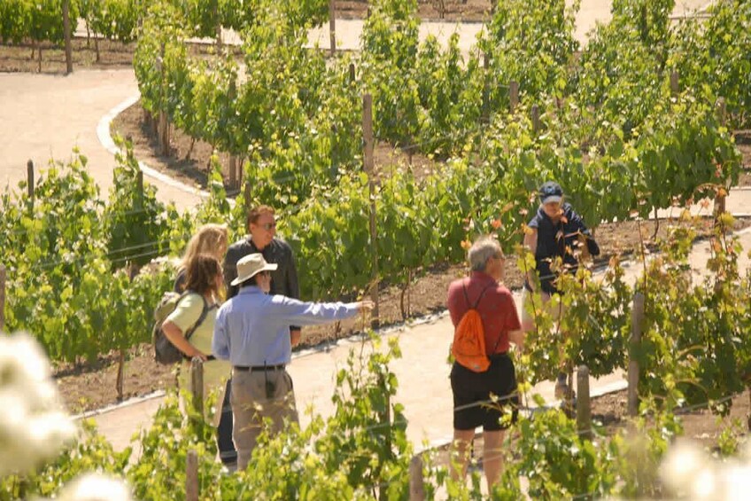 Small-Group Concha y Toro Winery Tour
