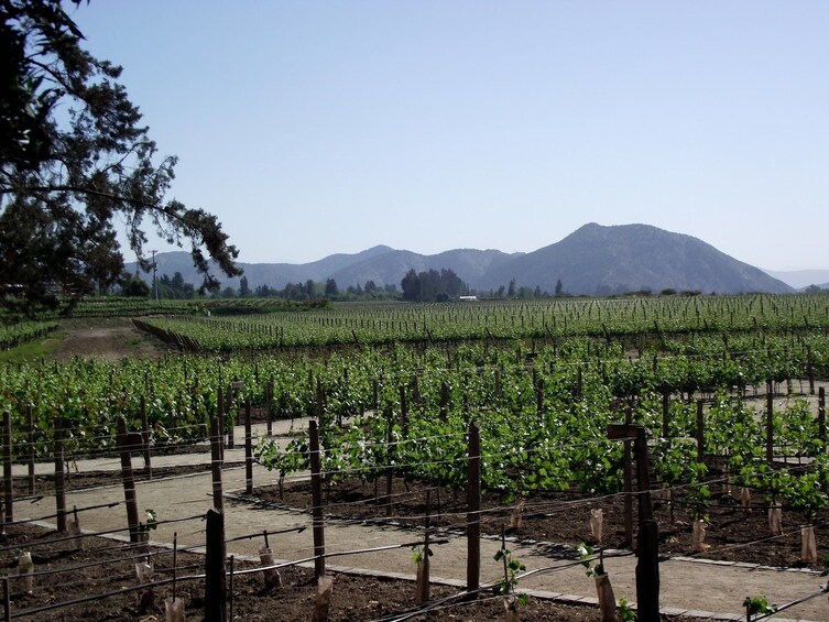 Small-Group Concha y Toro Winery Tour