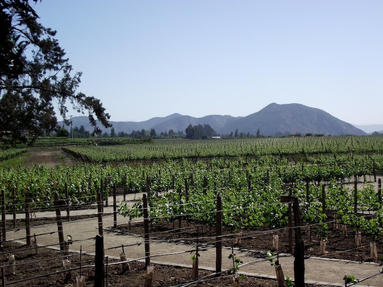 Small-Group Concha y Toro Winery Tour