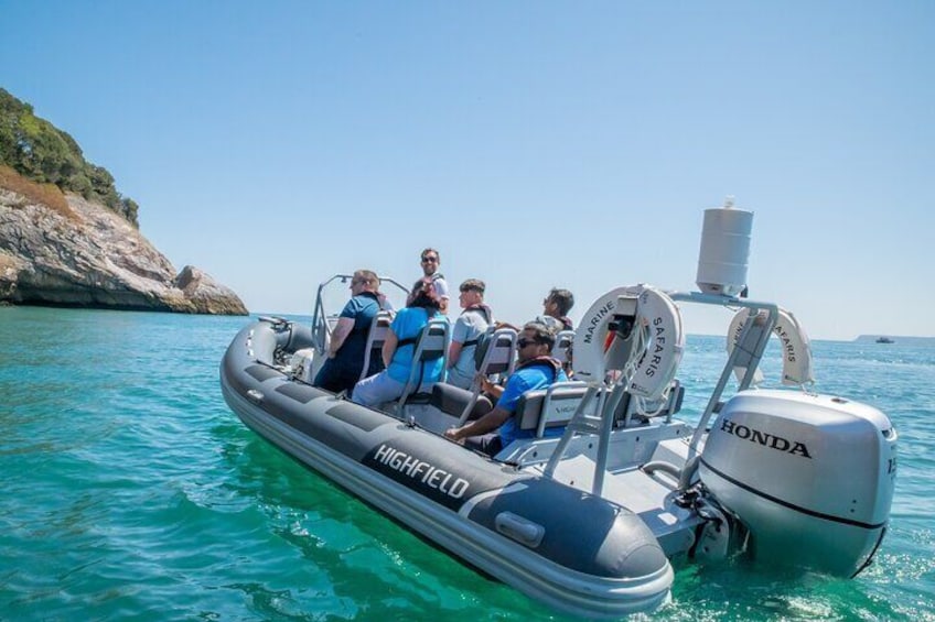 Torquay Coastal RIB Seafari