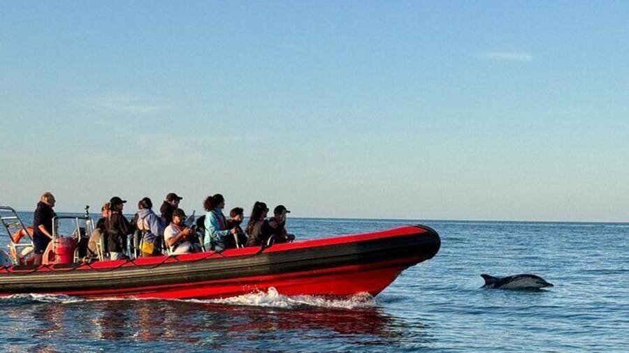 Torquay Coastal RIB Seafari