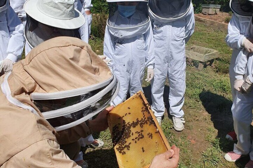 Private Visit to the Bees and Tasting in Ventosa, La Rioja
