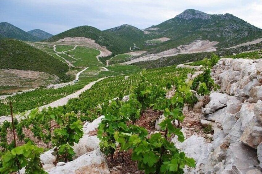 Wine tour peninsula Pelješac