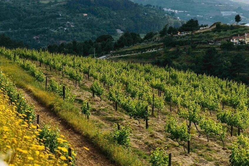 Premium Private Douro & Vinho Verde Tour: Wine Tastings & Lunch