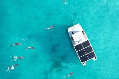 Propiedad y operación de un biólogo: observación de delfines y snorkel guia...