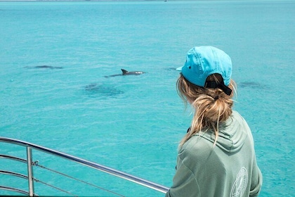 Biolog eid og drevet: Delfinsafari og guidet snorkling