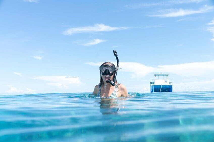 Dolphin Watch & Snorkel- Small Group- 4 Hours