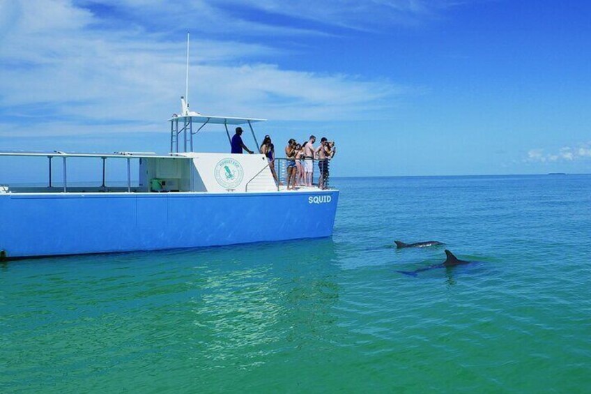 Dolphin Watch & Snorkel- Small Group- 4 Hours