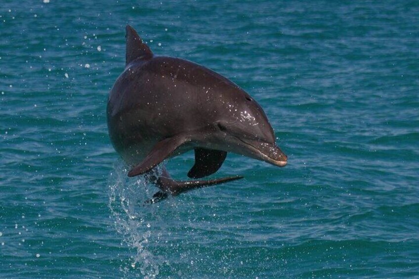 Dolphin Watch & Snorkel- Small Group- 4 Hours