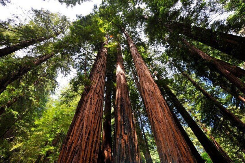 Muir Woods is absolutely stunning