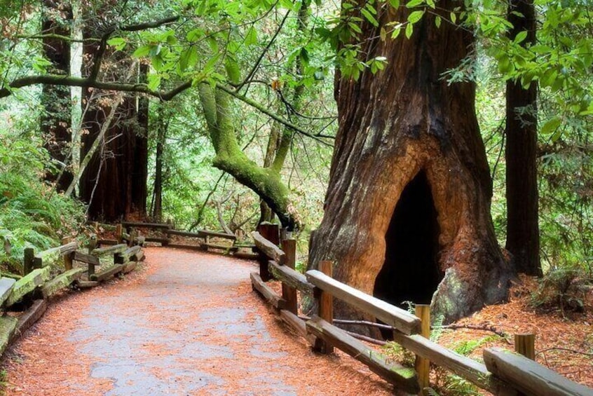 San Francisco to Muir Woods Shuttle