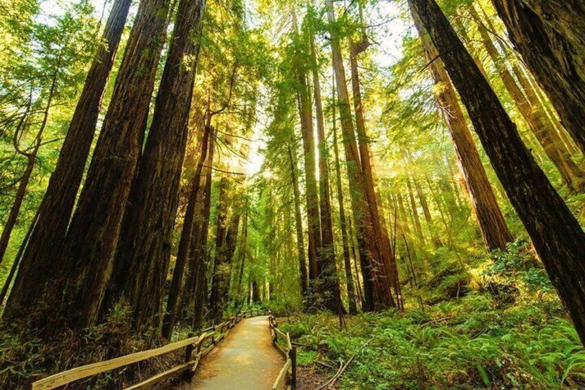 The best way to get to Muir Woods