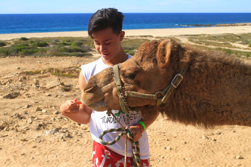 Camel being fed in Los Cabos 