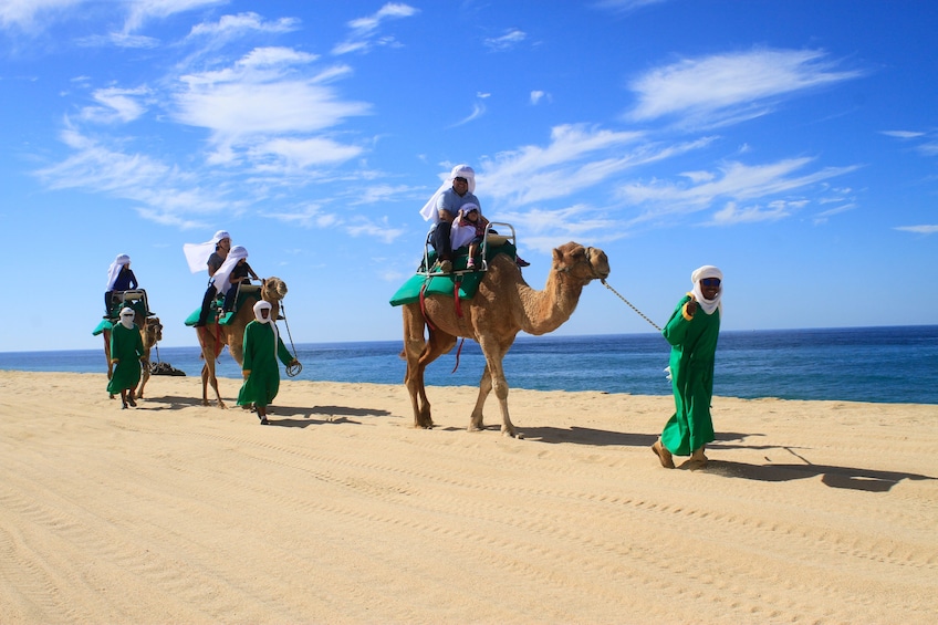 Group on a camel ride experience along the shore line in Los Cabos 