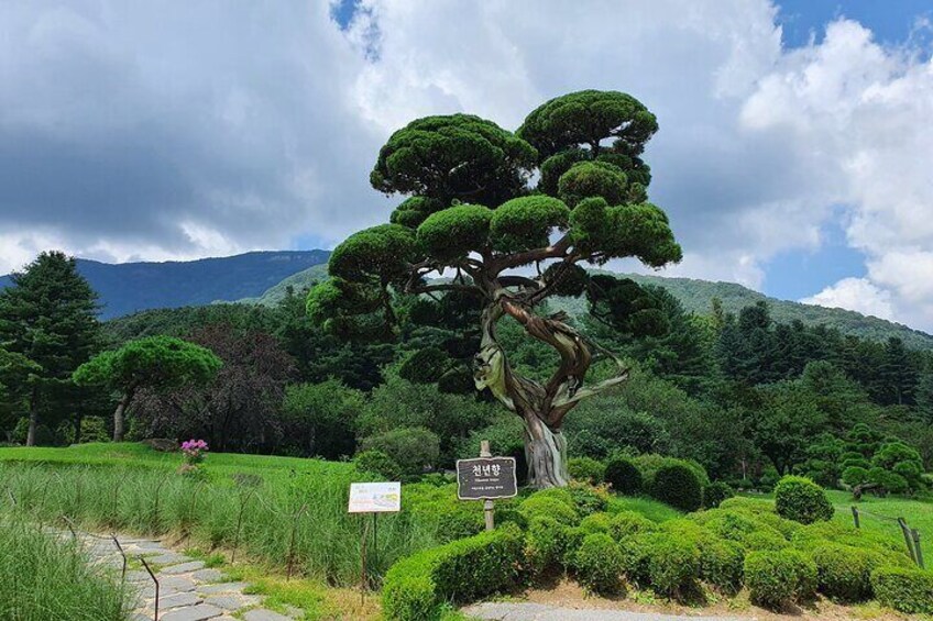 [Private Tour] Nami Island + The garden of Morning Calm