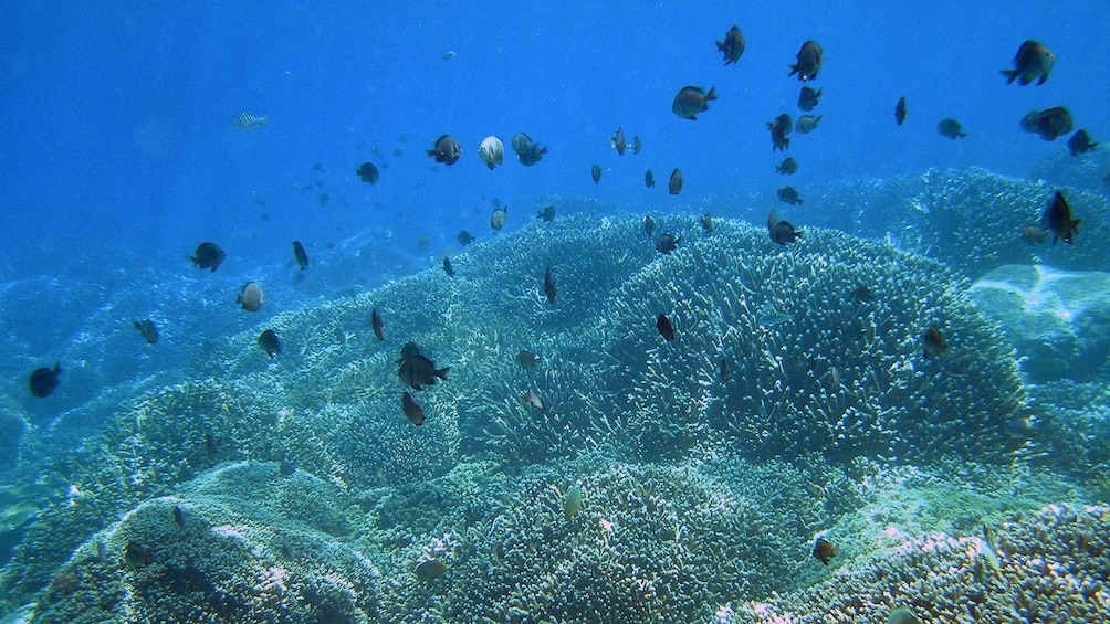 Small fish among coral reefs near Hon Mun Island