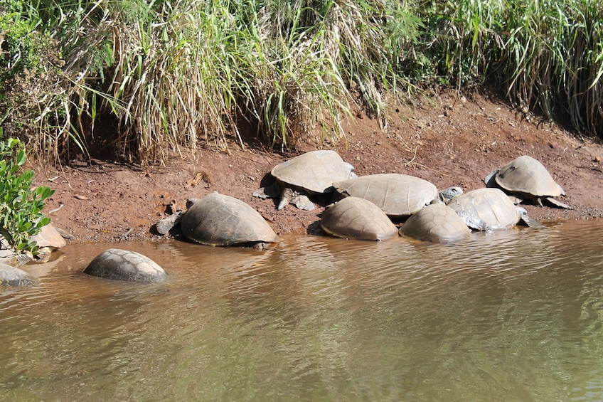 Hawaiian Green Sea Turtles in Haleiwa